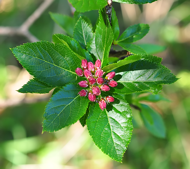 Sorbus chamaemespilus