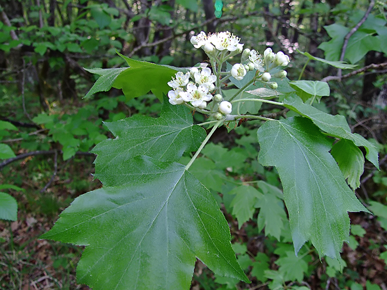 Sorbus torminalis