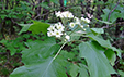 Sorbus torminalis