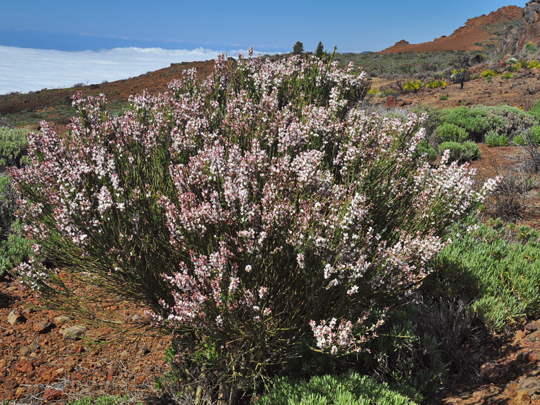 Spartocytisus supranubius