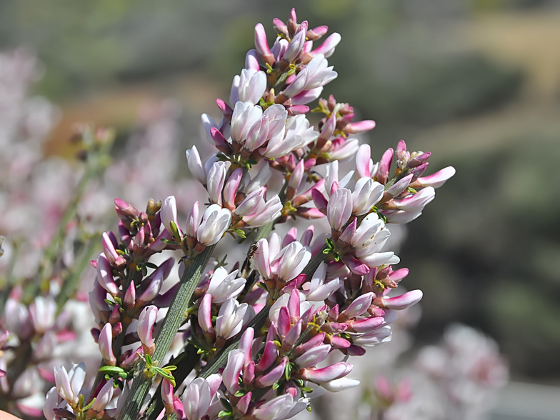 Spartocytisus supranubius