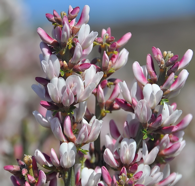 Spartocytisus supranubius