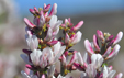 Spartocytisus supranubius