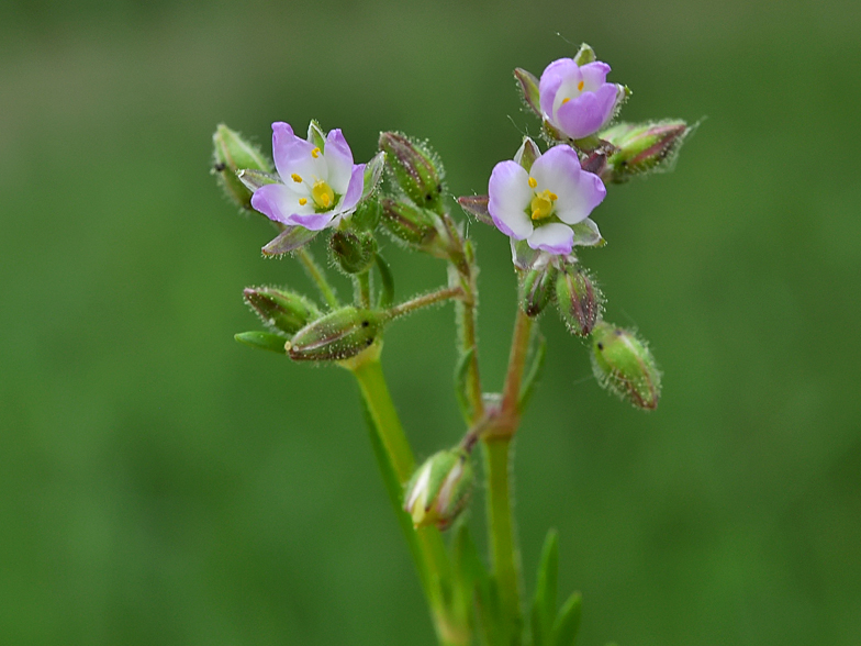 Spergularia marina