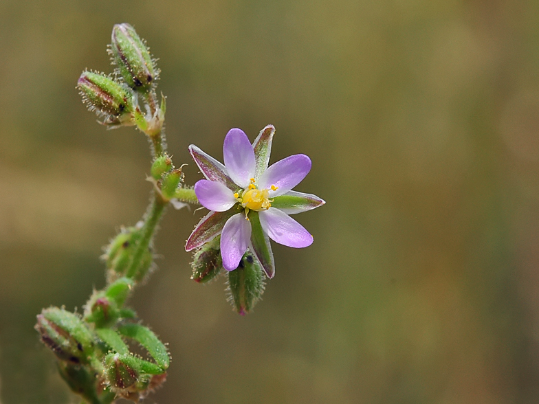 Spergularia marina