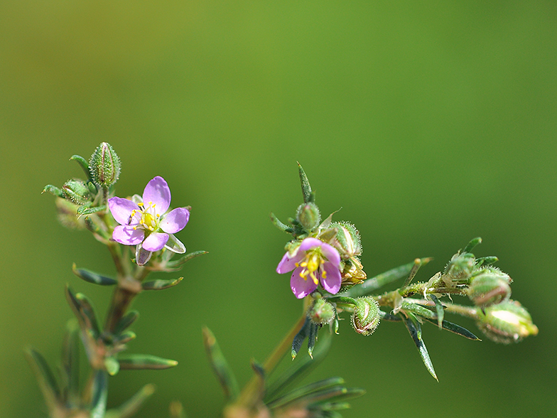 Spergularia rubra