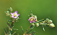 Spergularia rubra