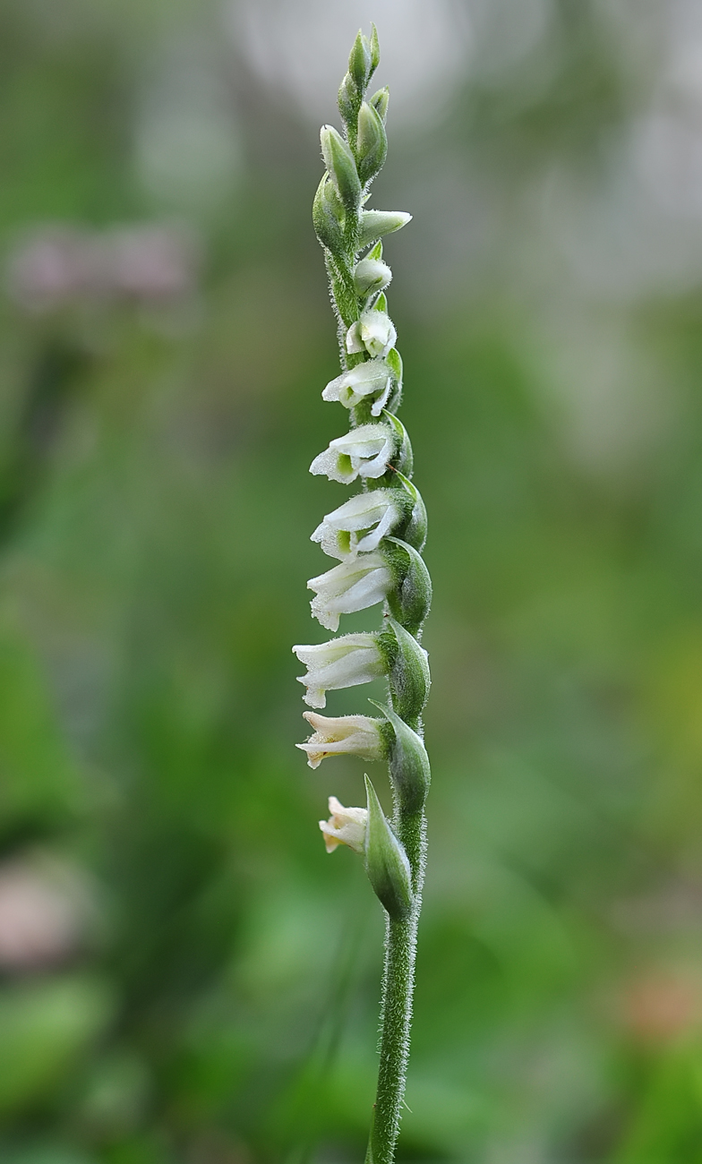 Spiranthes autumnalis