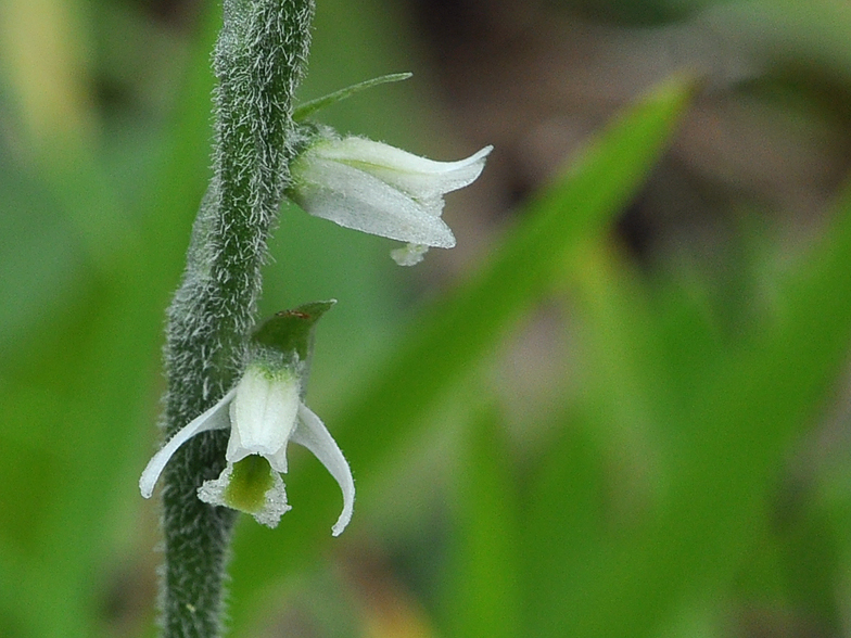 Spiranthes autumnalis