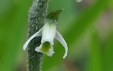 Spiranthes autumnalis