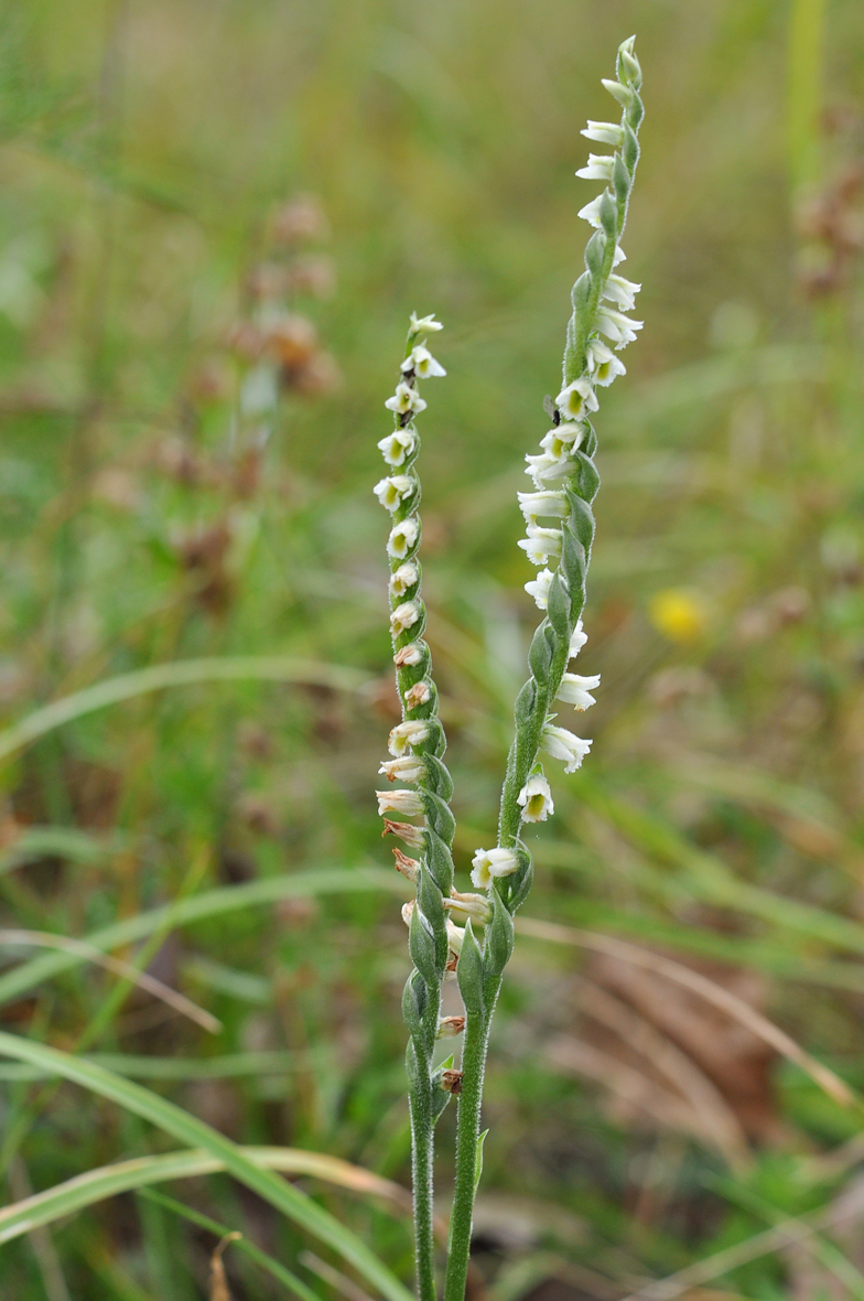 Spiranthes autumnalis