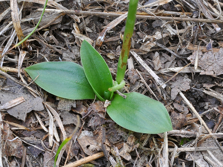 Spiranthes autumnalis