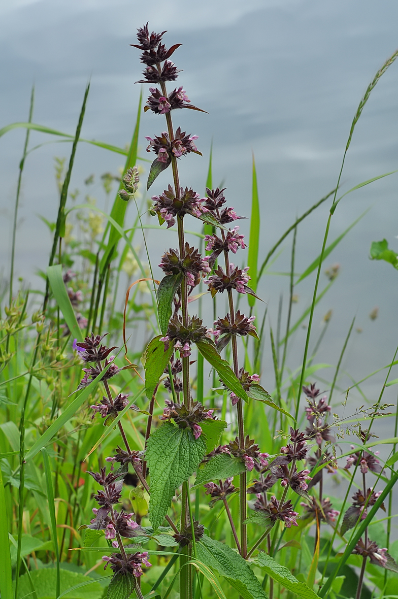 Stachys alpina