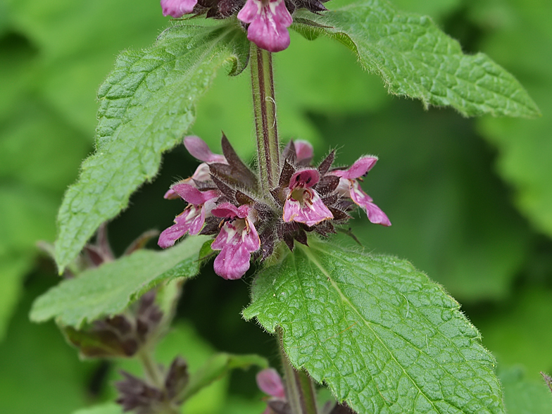 Stachys alpina