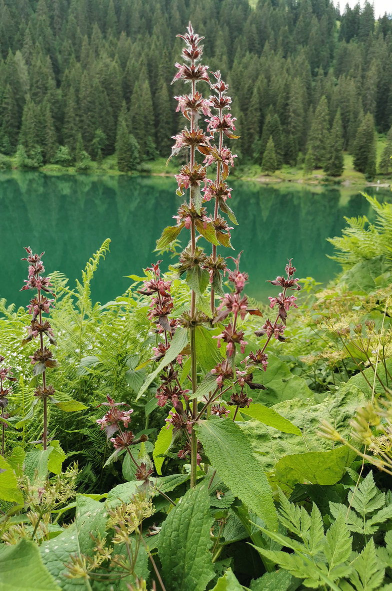 Stachys alpina