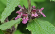 Stachys alpina