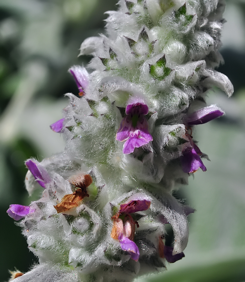 Stachys byzantina