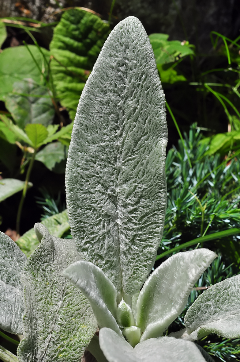 Stachys byzantina