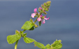 Stachys marrubiifolia