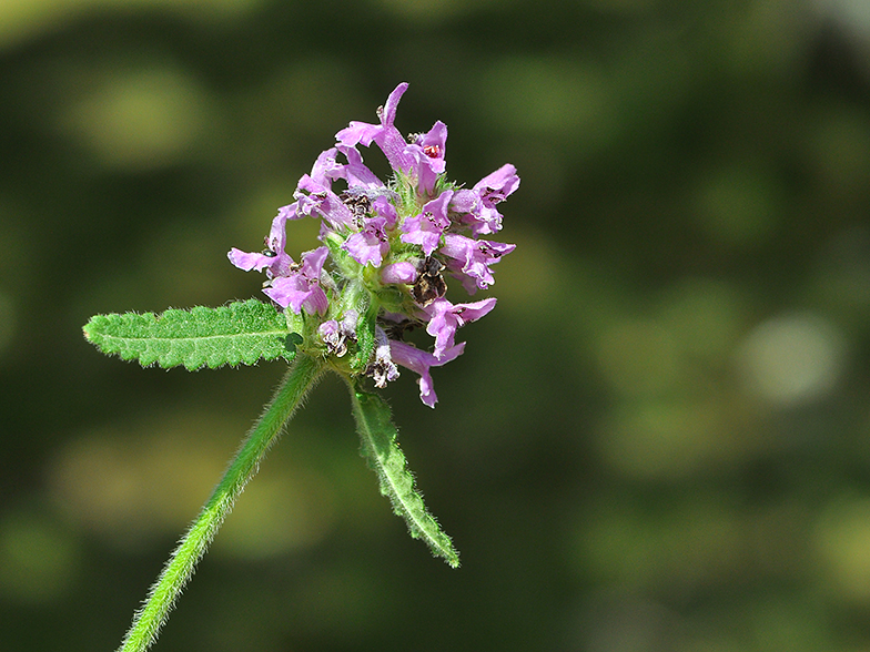 Stachys officinalis