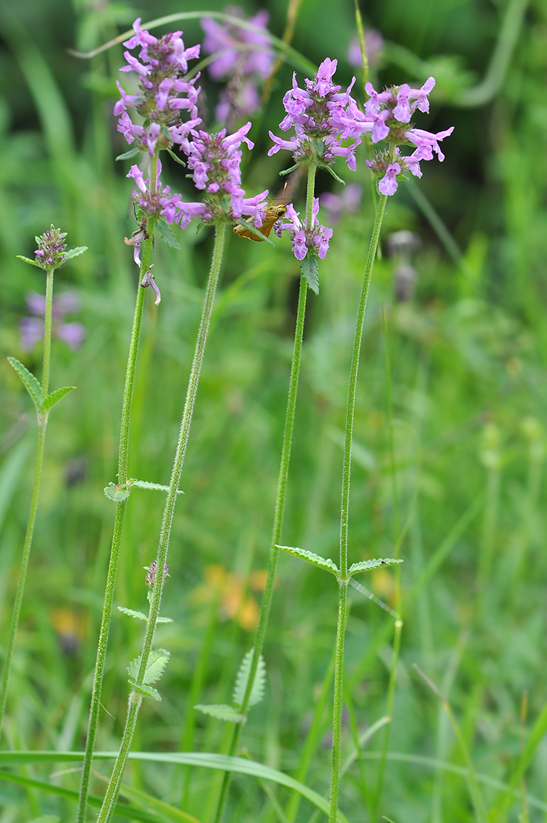 Stachys officinalis