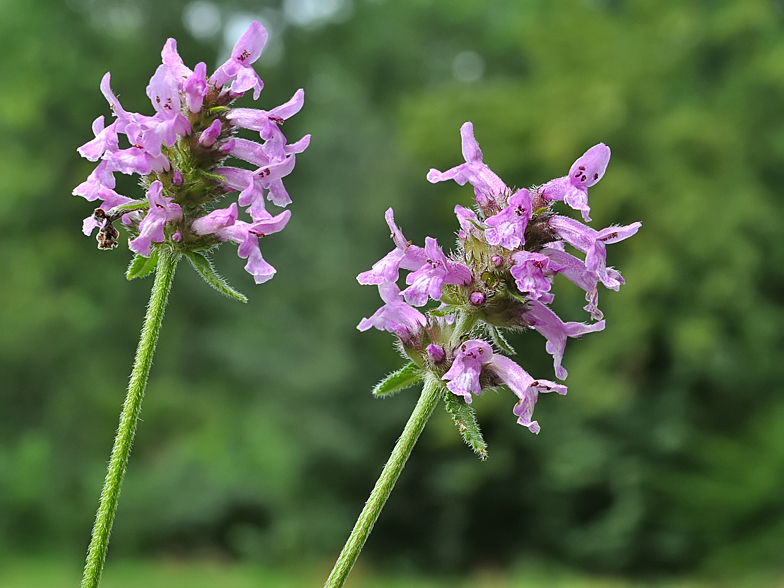 Stachys officinalis