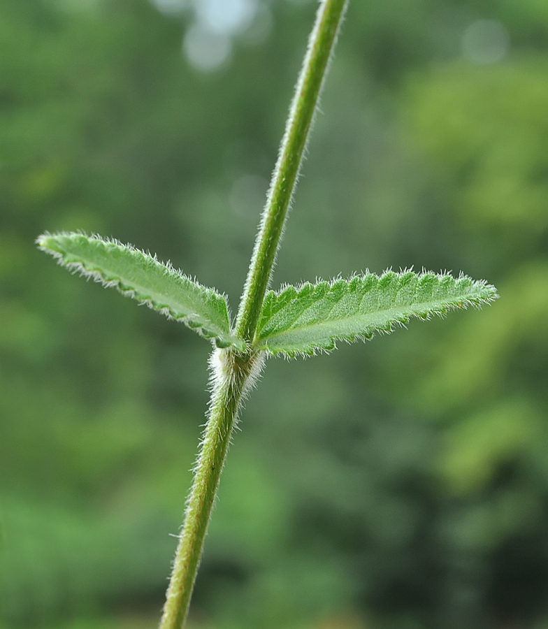 Stachys officinalis