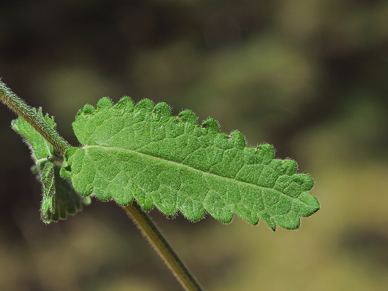 Stachys officinalis