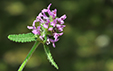 Stachys officinalis