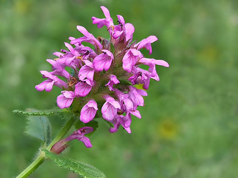 Stachys pradica