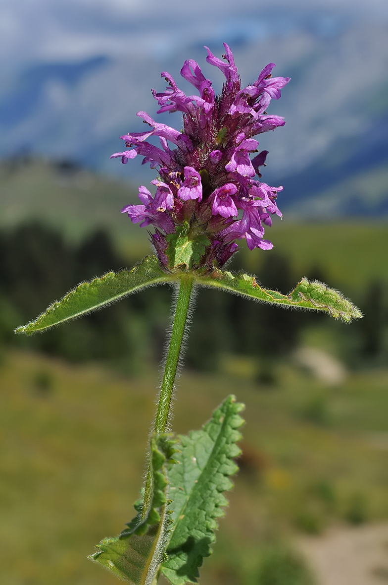 Stachys pradica