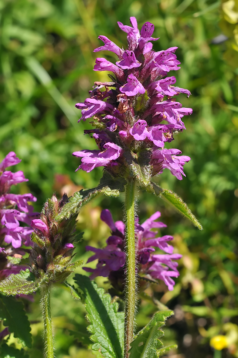 Stachys pradica