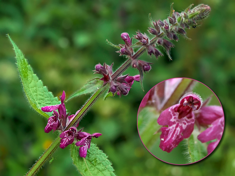 Stachys sylvatica