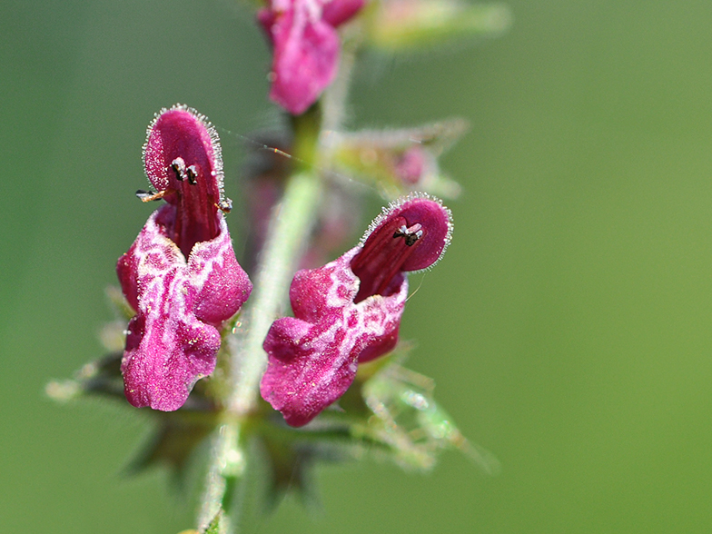 Stachys sylvatica