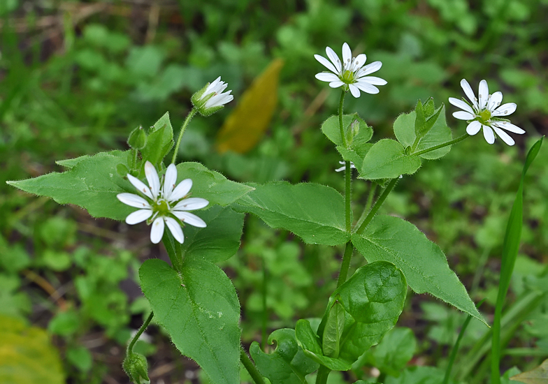 Stellaria aquatica