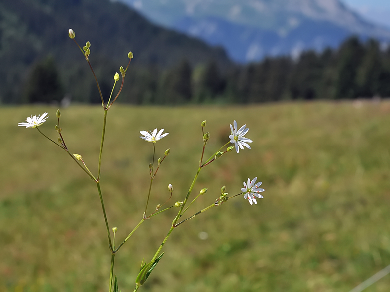 Stellaria graminea