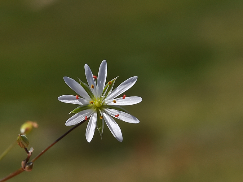 Stellaria graminea