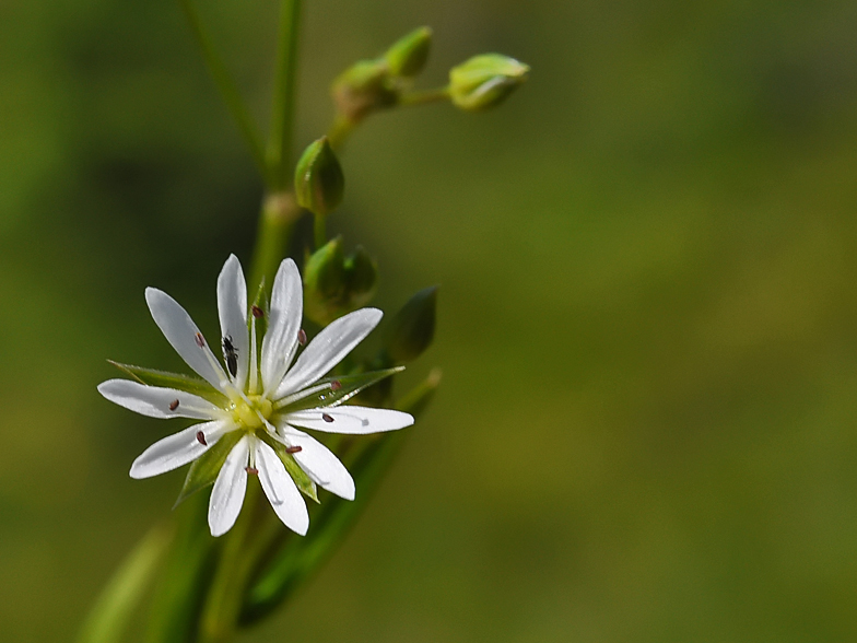 Stellaria graminea