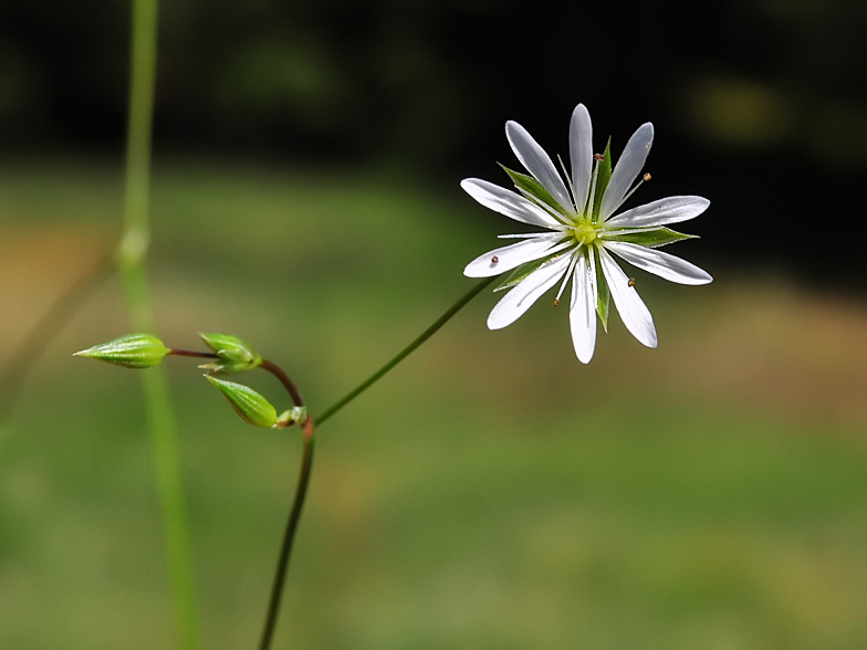 Stellaria graminea