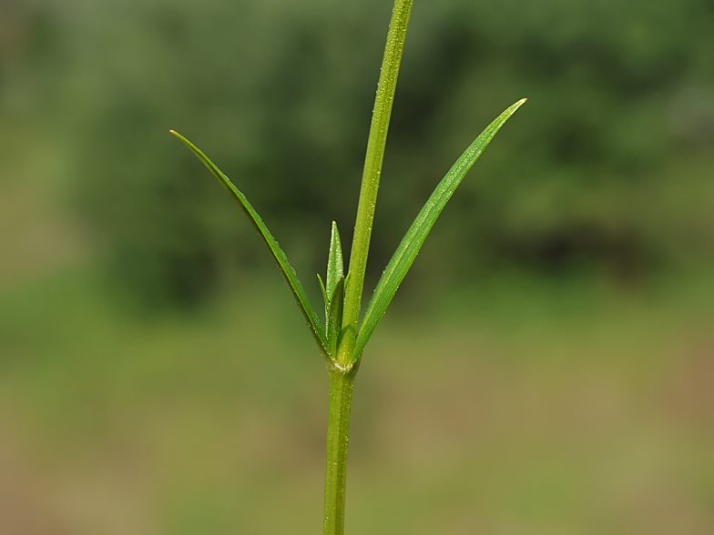 Stellaria graminea