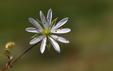 Stellaria graminea