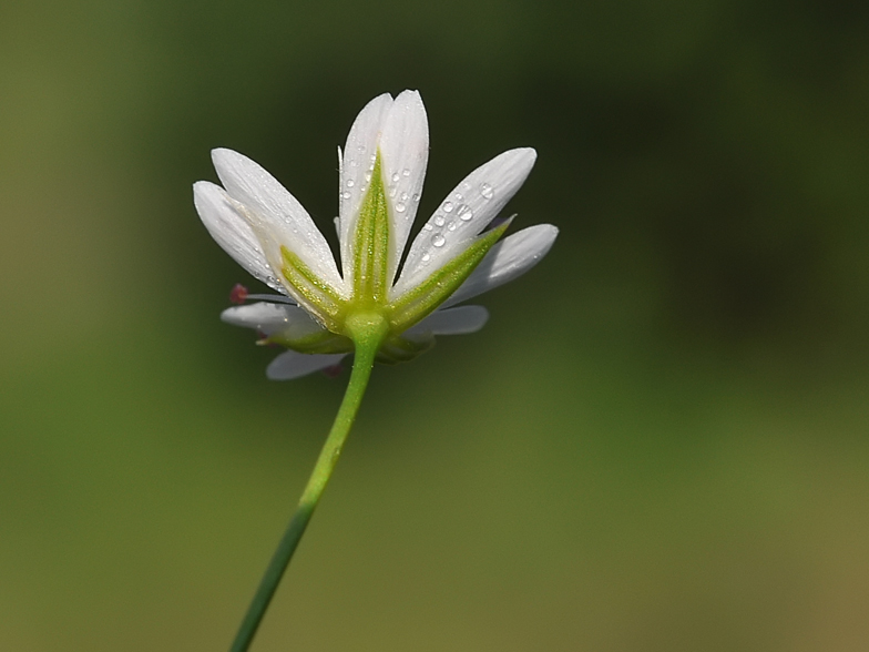 Stellaria graminea