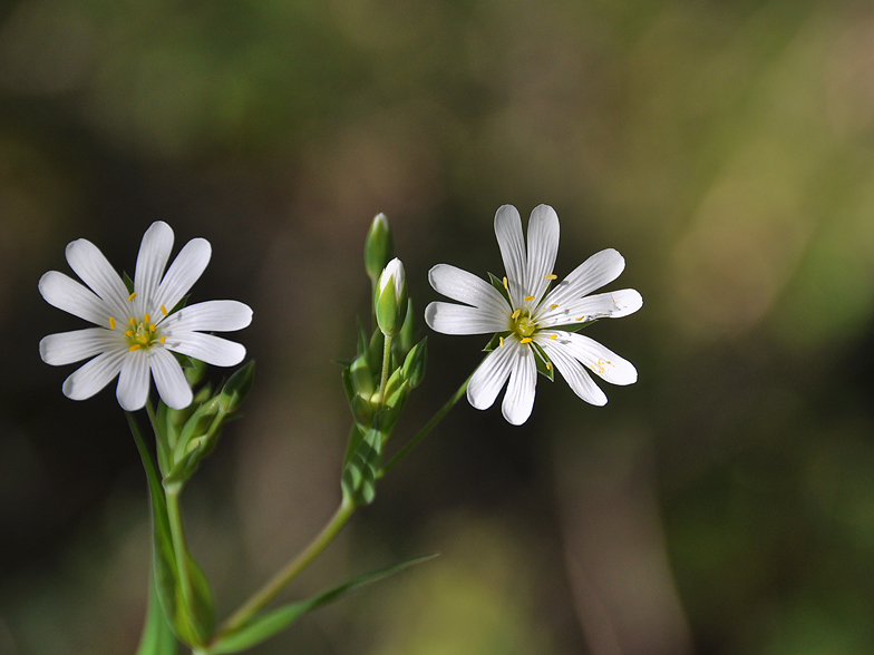 Stellaria holostea