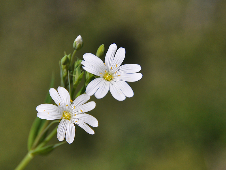 Stellaria holostea