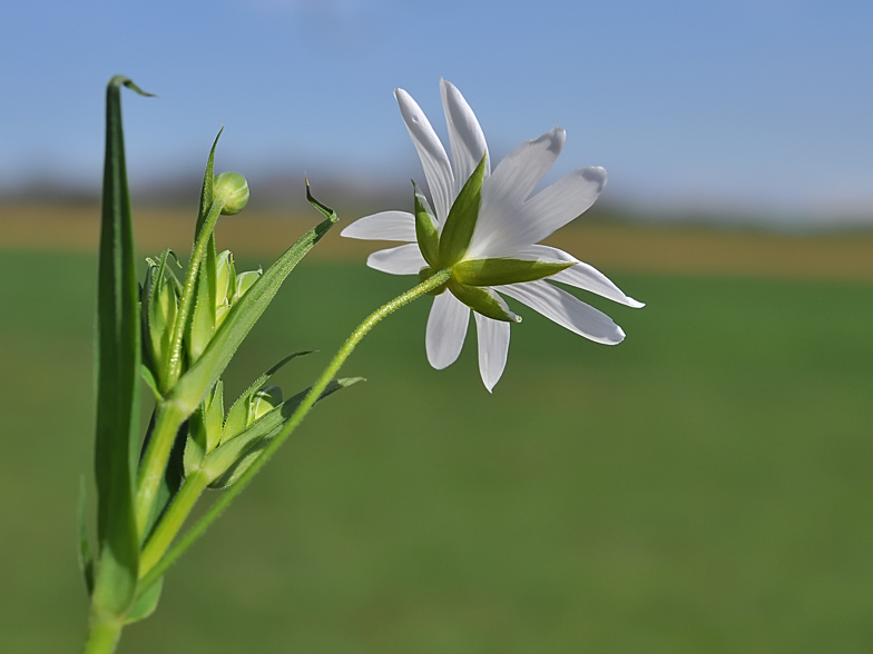 Stellaria holostea