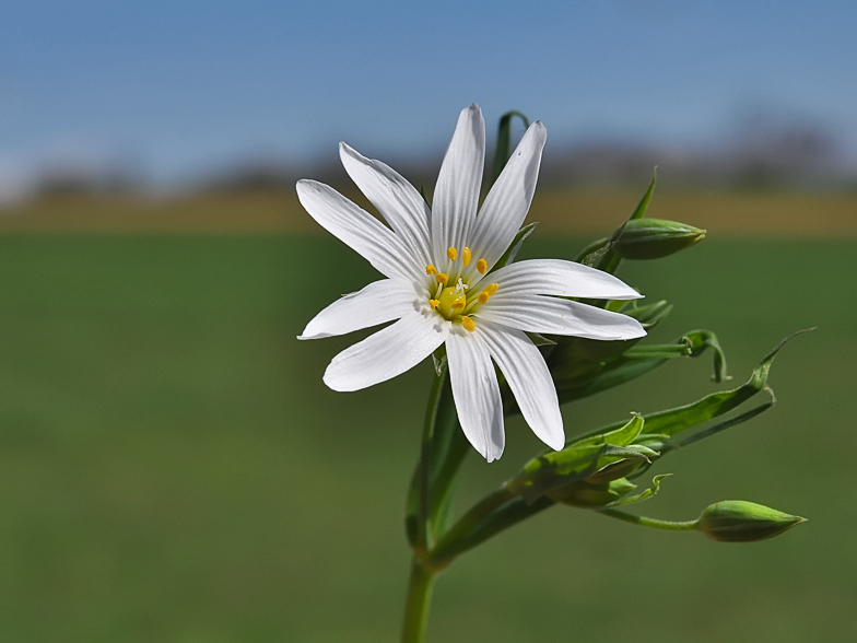 Stellaria holostea