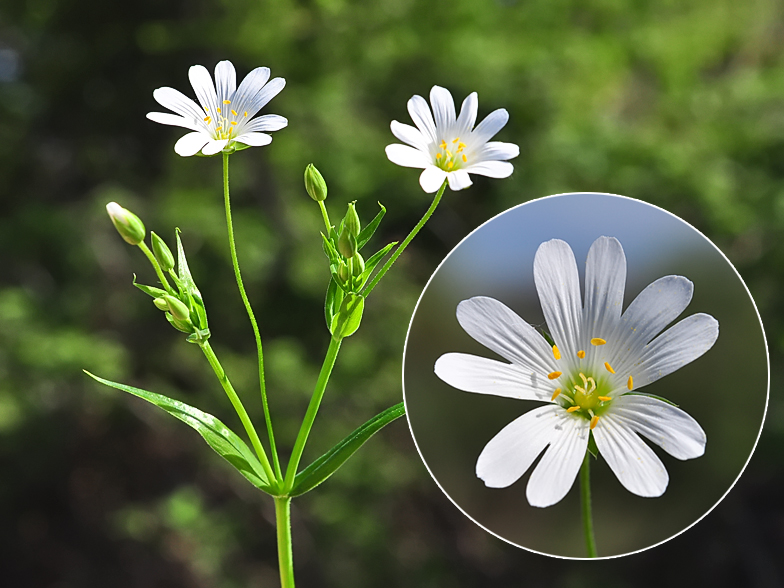 Stellaria holostea