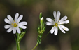 Stellaria holostea