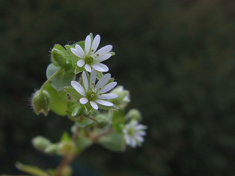 Stellaria media