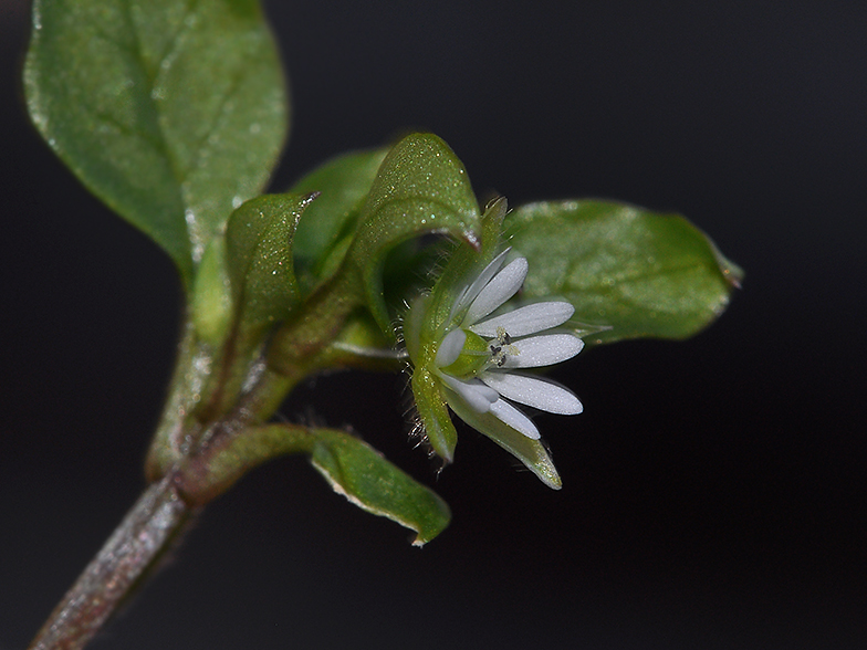 Stellaria media